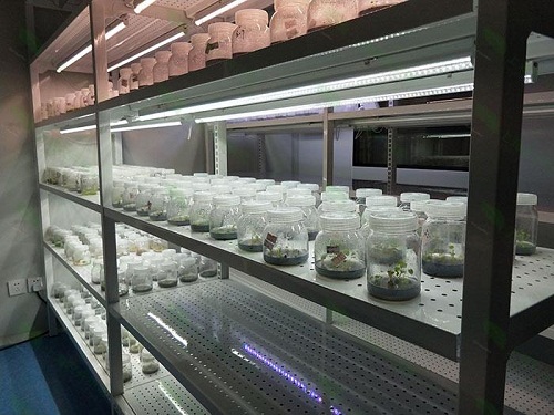 海州植物组织培养实验室设计建设方案